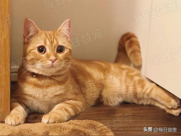 12岁橘猫兄弟被遗弃在收容所闷闷不乐每天隔着玻璃找主人