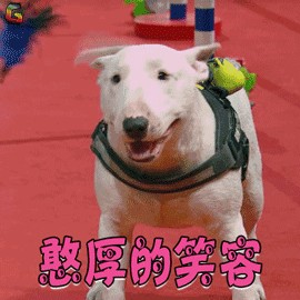 城市禁养犬种已公布自查一下你家狗狗是不是中招了